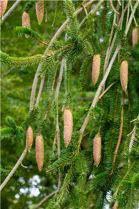 Trauer-Hängefichte 'Inversa' - Picea abies 'Inversa'