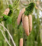 Trauer-Hängefichte 'Inversa' - Picea abies 'Inversa'