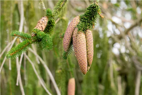 Trauer-Hängefichte 'Inversa' - Picea abies 'Inversa'