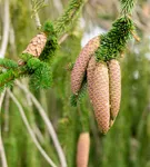 Trauer-Hängefichte 'Inversa' - Picea abies 'Inversa'