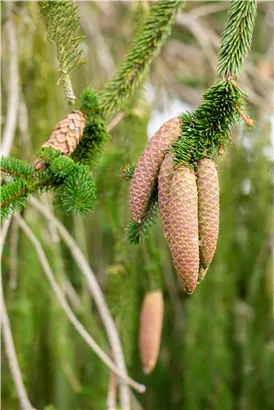 Trauer-Hängefichte 'Inversa' - Picea abies 'Inversa'