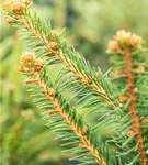 Trauer-Hängefichte 'Inversa' - Picea abies 'Inversa'