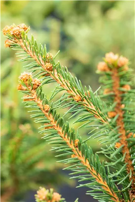 Trauer-Hängefichte 'Inversa' - Picea abies 'Inversa'