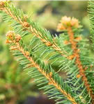 Trauer-Hängefichte 'Inversa' - Picea abies 'Inversa'