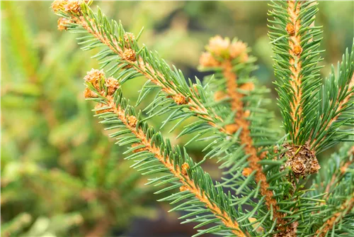 Trauer-Hängefichte 'Inversa' - Picea abies 'Inversa'