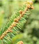 Trauer-Hängefichte 'Inversa' - Picea abies 'Inversa'