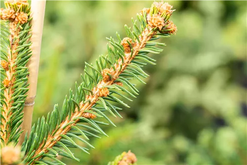 Trauer-Hängefichte 'Inversa' - Picea abies 'Inversa'