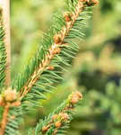 Trauer-Hängefichte 'Inversa' - Picea abies 'Inversa'