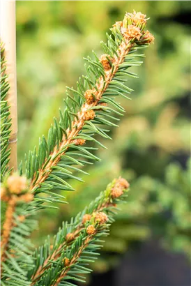 Trauer-Hängefichte 'Inversa' - Picea abies 'Inversa'