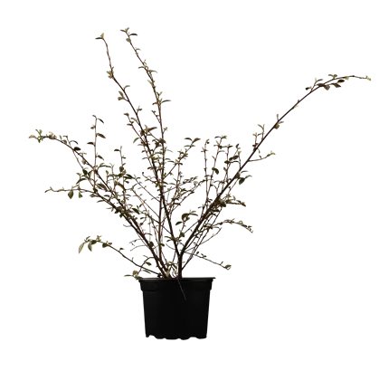 Fruchtmispel - Cotoneaster franchetii