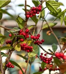 Fruchtmispel - Cotoneaster franchetii