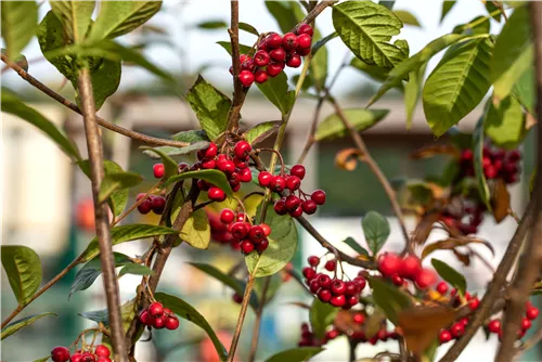 Fruchtmispel - Cotoneaster franchetii