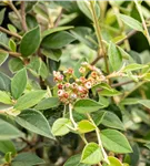 Fruchtmispel - Cotoneaster franchetii