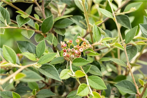 Fruchtmispel - Cotoneaster franchetii