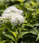 Weiße Zwergspiere - Spiraea japonica 'Albiflora'