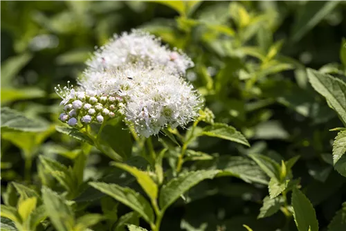 Weiße Zwergspiere - Spiraea japonica 'Albiflora'