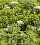 Weiße Zwergspiere - Spiraea japonica 'Albiflora'