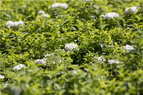 Weiße Zwergspiere - Spiraea japonica 'Albiflora'