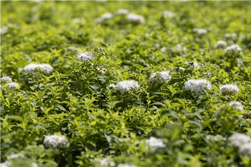 Weiße Zwergspiere - Spiraea japonica 'Albiflora'