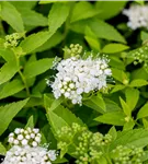 Weiße Zwergspiere - Spiraea japonica 'Albiflora'