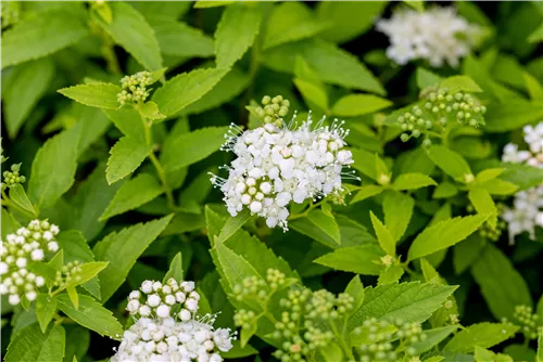 Weiße Zwergspiere - Spiraea japonica 'Albiflora'