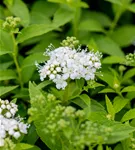 Weiße Zwergspiere - Spiraea japonica 'Albiflora'