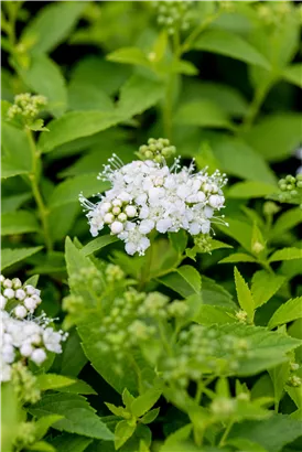 Weiße Zwergspiere - Spiraea japonica 'Albiflora'