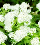 Weiße Zwergspiere - Spiraea japonica 'Albiflora'