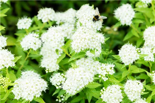 Weiße Zwergspiere - Spiraea japonica 'Albiflora'