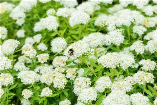 Weiße Zwergspiere - Spiraea japonica 'Albiflora'