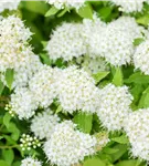 Weiße Zwergspiere - Spiraea japonica 'Albiflora'