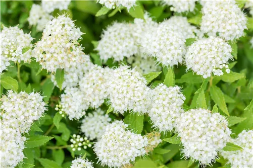 Weiße Zwergspiere - Spiraea japonica 'Albiflora'