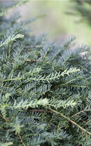 Taxus baccata 'Dovastoniana'