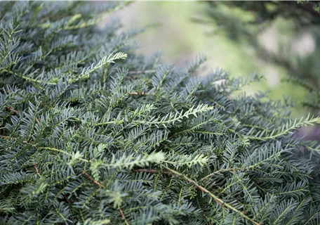 Taxus baccata 'Dovastoniana' - Adlerschwingen-Eibe