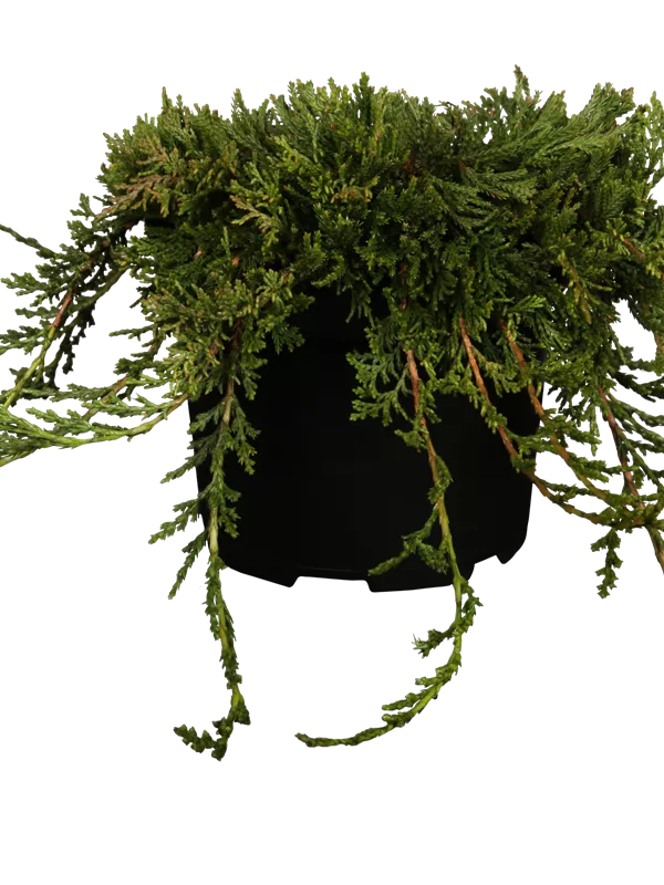 Teppichwacholder 'Wiltonii' - Juniperus horizontalis 'Wiltonii'