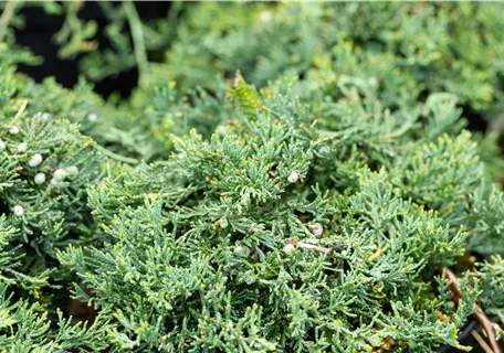 Juniperus horizontalis 'Wiltonii' - Teppichwacholder 'Wiltonii'