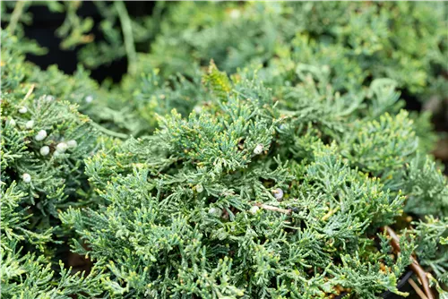 Teppichwacholder 'Wiltonii' - Juniperus horizontalis 'Wiltonii'