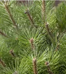 Kugelkiefer 'Pierrick Brégeon' - Pinus nigra 'Pierrick Brégeon'