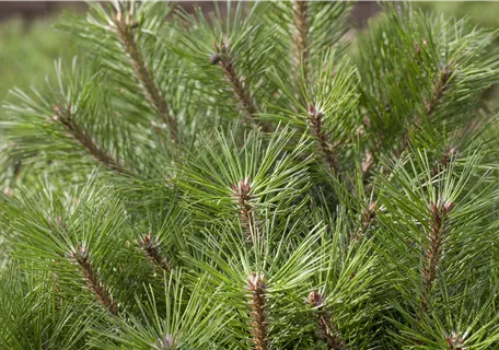 Pinus nigra 'Pierrick Brégeon' - Kugelkiefer 'Pierrick Brégeon'