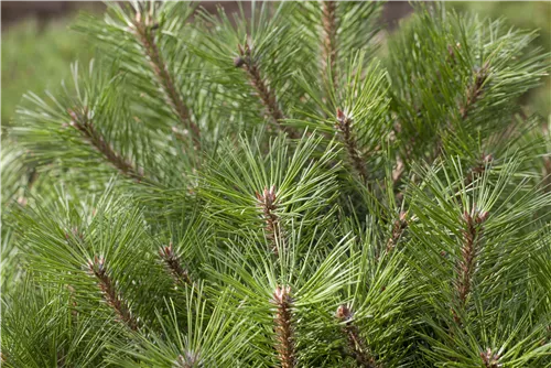 Kugelkiefer 'Pierrick Brégeon' - Pinus nigra 'Pierrick Brégeon'