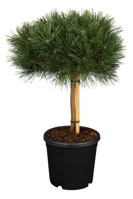 Kugelkiefer 'Pierrick Brégeon' - Pinus nigra 'Pierrick Brégeon'