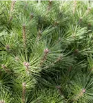 Kugelkiefer 'Pierrick Brégeon' - Pinus nigra 'Pierrick Brégeon'