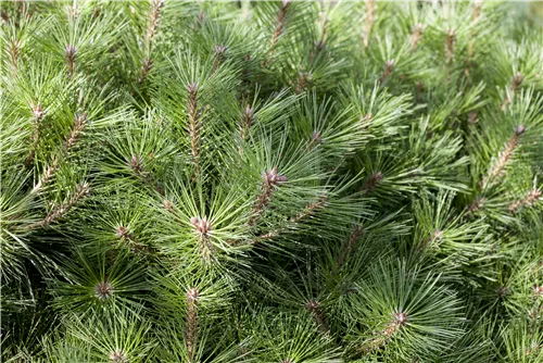 Kugelkiefer 'Pierrick Brégeon' - Pinus nigra 'Pierrick Brégeon'