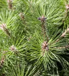 Kugelkiefer 'Pierrick Brégeon' - Pinus nigra 'Pierrick Brégeon'