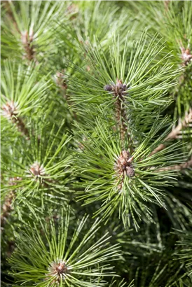 Kugelkiefer 'Pierrick Brégeon' - Pinus nigra 'Pierrick Brégeon'