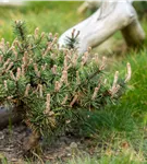 Kugelkiefer 'Pierrick Brégeon' - Pinus nigra 'Pierrick Brégeon'