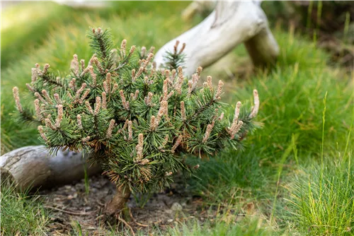 Kugelkiefer 'Pierrick Brégeon' - Pinus nigra 'Pierrick Brégeon'