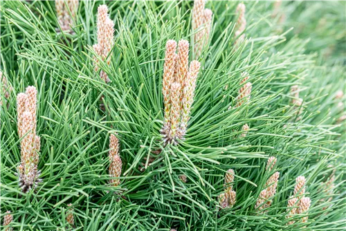 Kugelkiefer 'Pierrick Brégeon' - Pinus nigra 'Pierrick Brégeon'