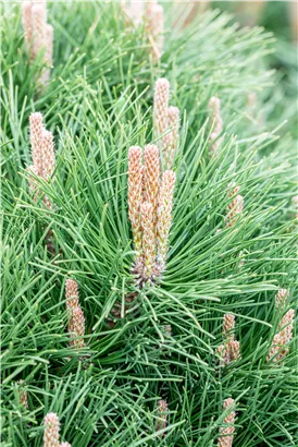 Kugelkiefer 'Pierrick Brégeon' - Pinus nigra 'Pierrick Brégeon'