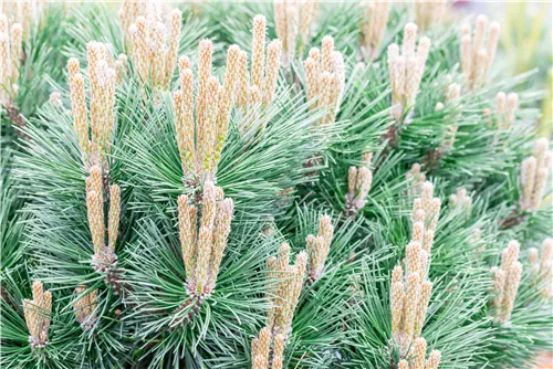 Kugelkiefer 'Pierrick Brégeon' - Pinus nigra 'Pierrick Brégeon'